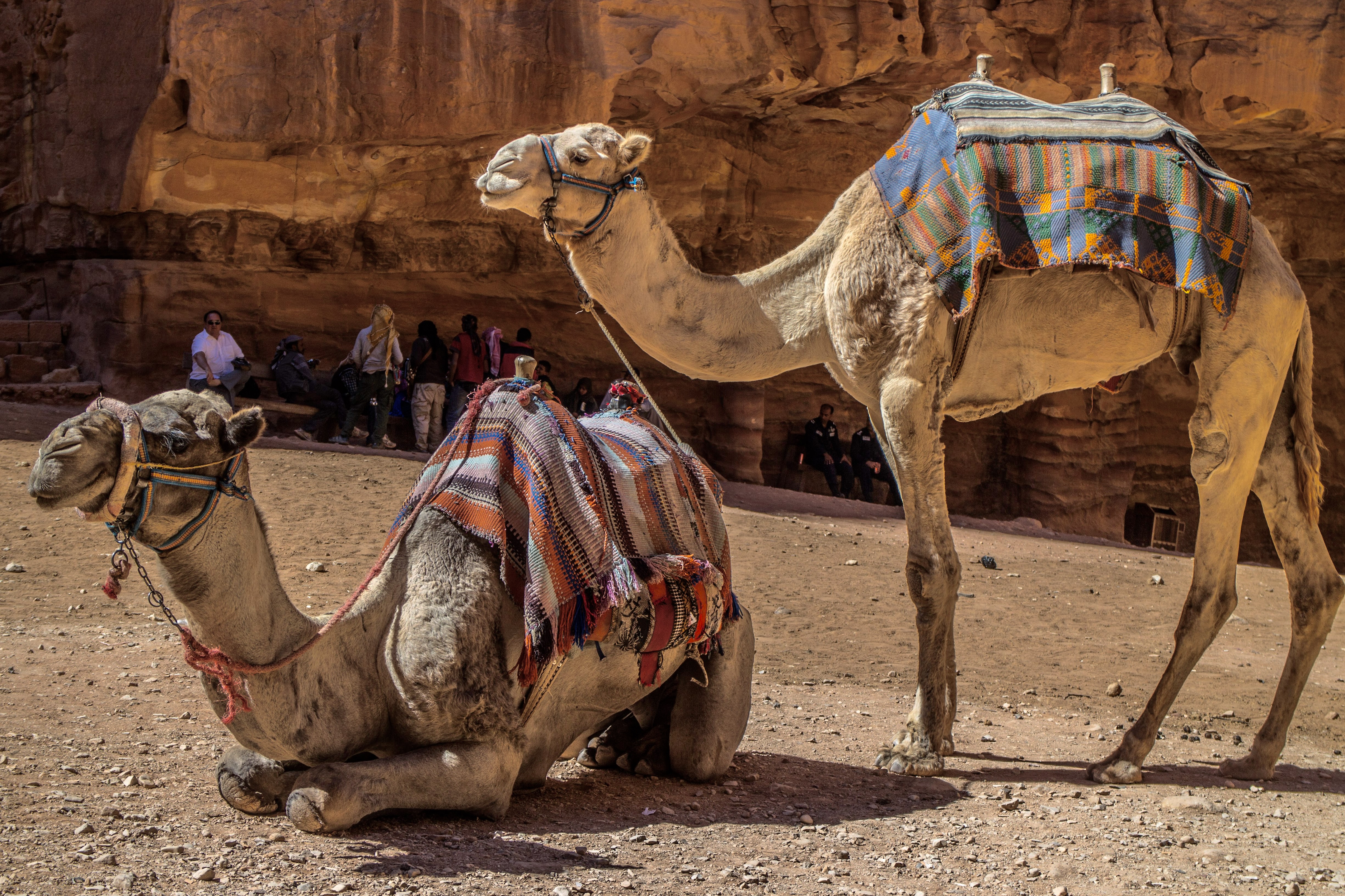 Camels in petra